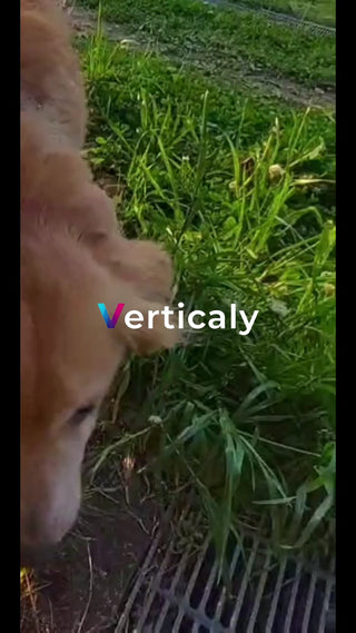 犬と過ごす穏やかな時間