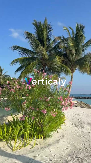 南国のビーチ、穏やかな時間