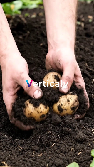 土から掘り出すジャガイモ