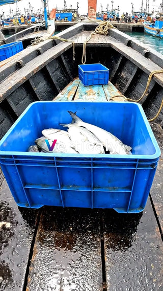 獲れたての魚、船の上で