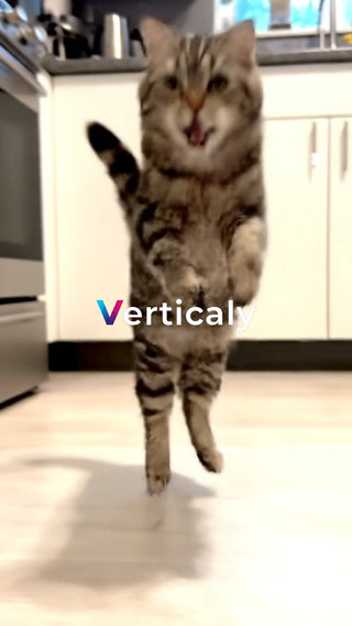 猫が立ち上がる瞬間