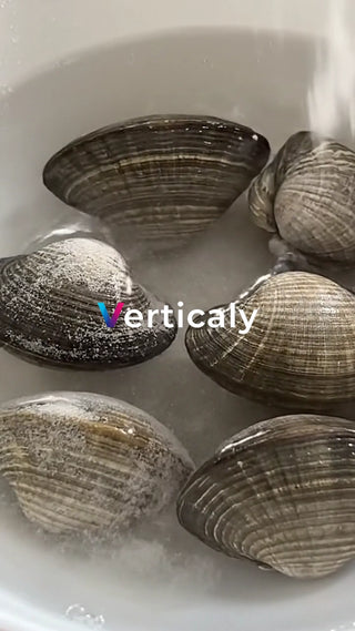 水の中で休むアサリたち