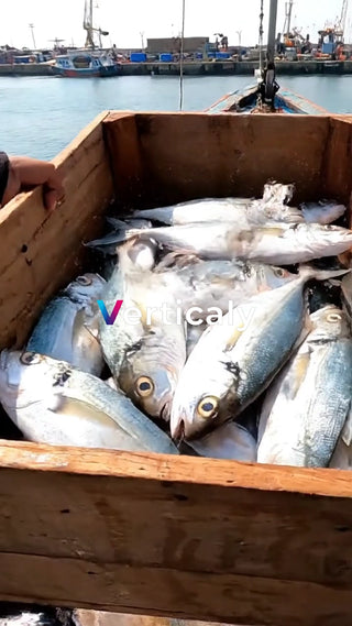 獲れたての魚、木箱いっぱい