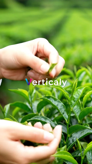 新芽を摘む、茶畑での風景