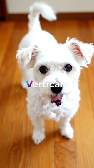 白い犬と穏やかな時間