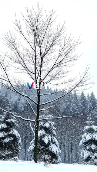 雪景色の中の木