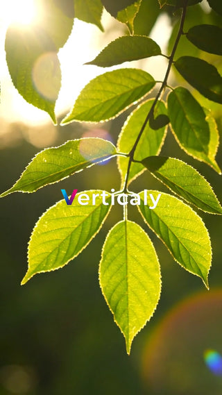 葉と光、輝く夏の午後