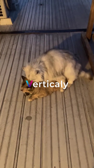 寄り添う二匹の猫