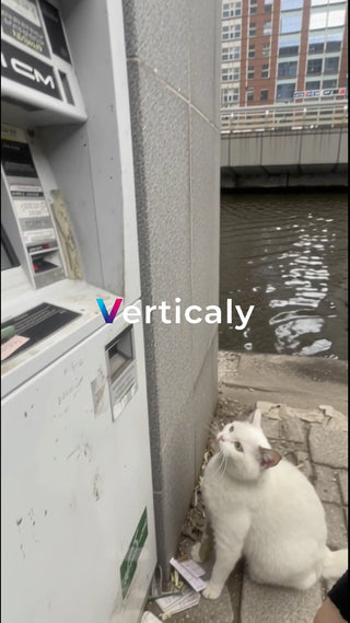 白猫、ATMを観察中