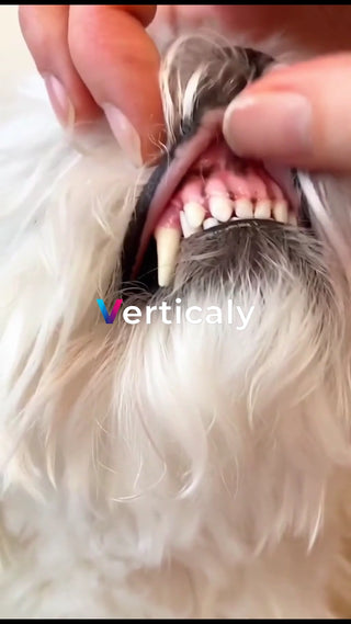 犬の歯、健康チェック