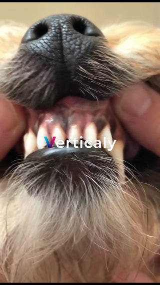 犬の口内チェック