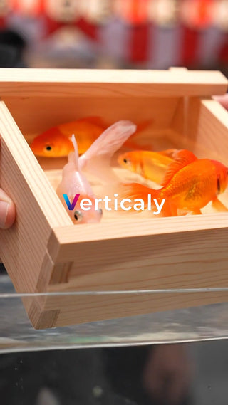 金魚すくいの夏の風物詩